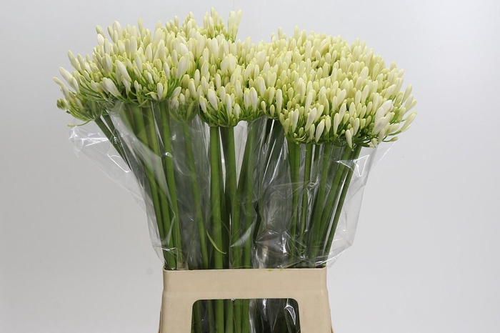 <h4>Agapanthus EYFORI White</h4>
