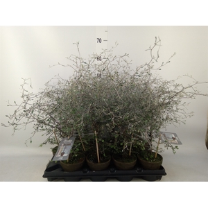 Corokia cotoneaster