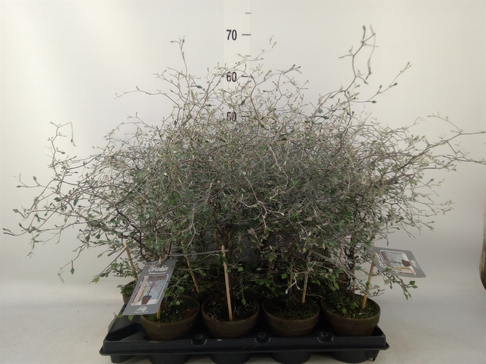 <h4>Corokia cotoneaster</h4>