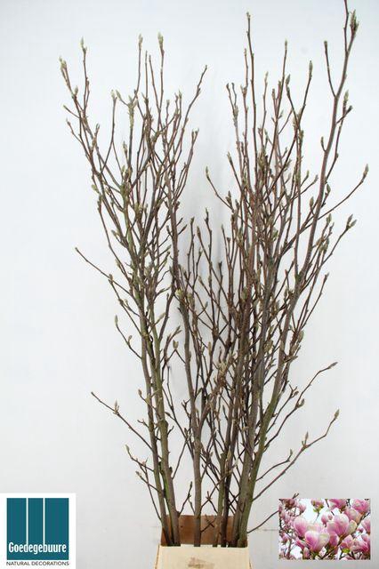 <h4>MAGNOLIA RECHT PER STEM 220CM</h4>