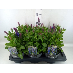 Salvia sylvestris 'Blue Marvel'