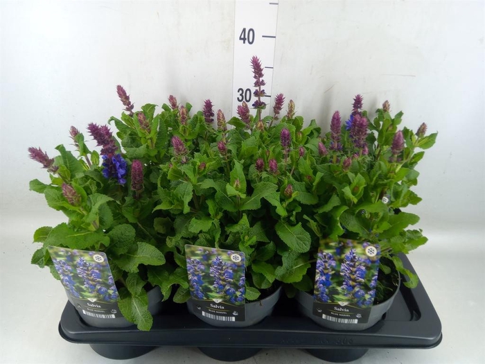 <h4>Salvia sylvestris 'Blue Marvel'</h4>