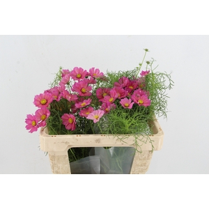 COSMOS BIPINNATUS ROZE