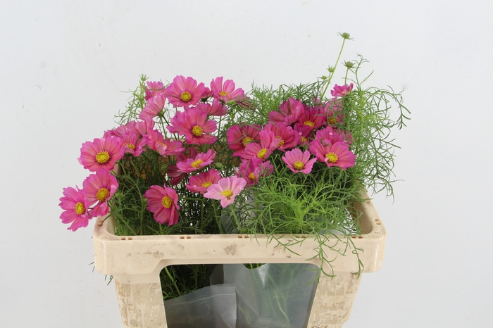 <h4>COSMOS BIPINNATUS ROZE</h4>