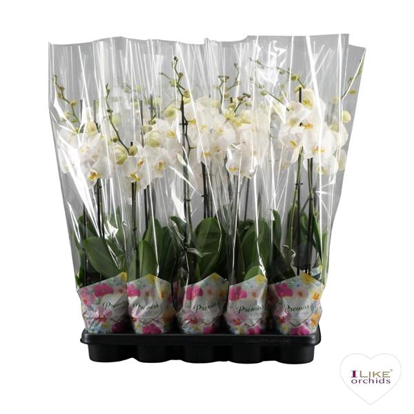 <h4>Phalaenopsis Wit-gele lip - 2 tak 70cm in Promiss</h4>
