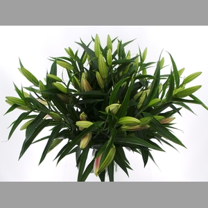 BQ Mono Lelie Oriental Roze x3 60cm