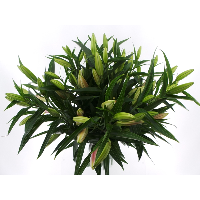 <h4>BQ Mono Lelie Oriental Roze x3 60cm</h4>