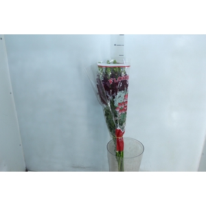 BOCA DE LEAO MONACO RED 080 CM