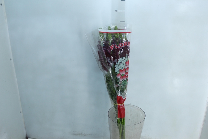 <h4>BOCA DE LEAO MONACO RED 080 CM</h4>