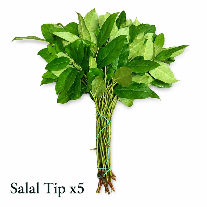 <h4>GAULTHERIA SHALL BS</h4>