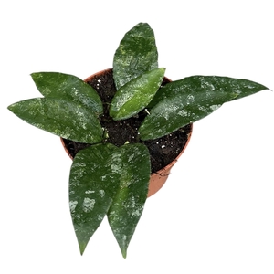 Hoya Caudata