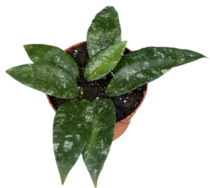 <h4>Hoya Caudata</h4>