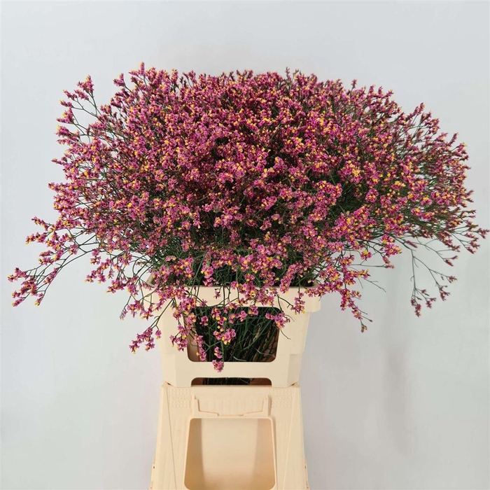 <h4>LIM JOY HOT PINK</h4>