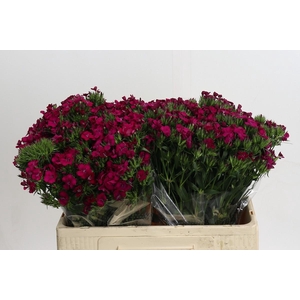 Dianthus Br Amazon Neon Cherry