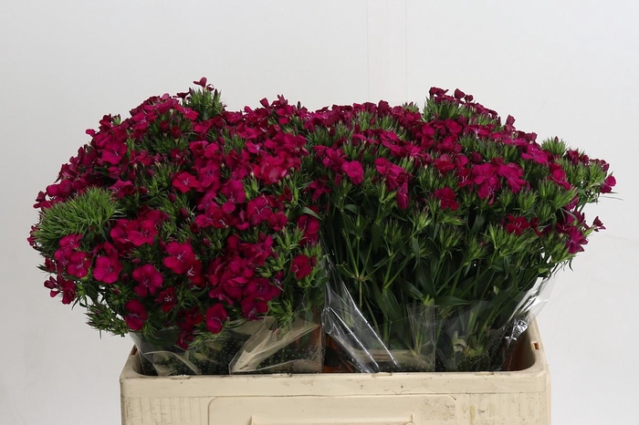 <h4>Dianthus Br Amazon Neon Cherry</h4>