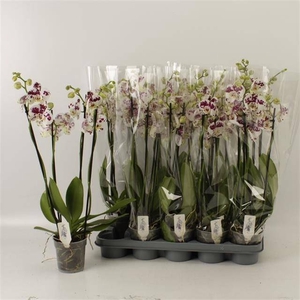 PHAL AN MARRAKESH