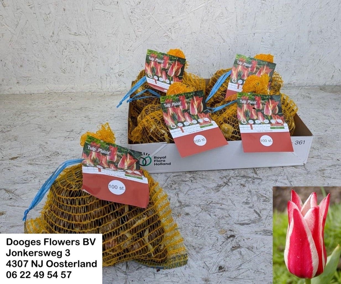 <h4>BLOEMBOL TULIPA</h4>
