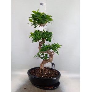 Ficus microcarpa 'Ginseng'