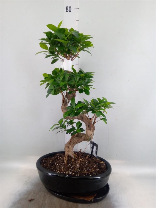 <h4>Ficus microcarpa 'Ginseng'</h4>