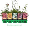 Achillea