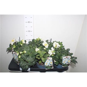 Hell Ni Chr Carol 20+