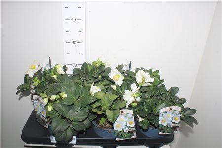 Hell Ni Chr Carol 20+