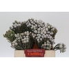 Kaaps Groen Silver Brunia