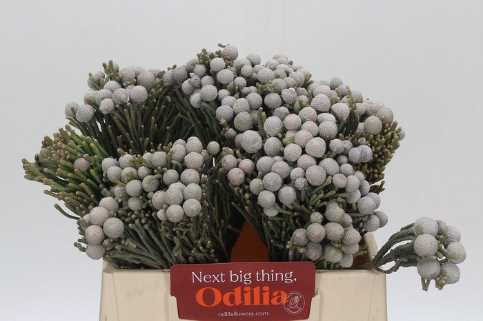 <h4>Kaaps Groen Silver Brunia</h4>