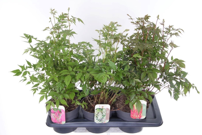 <h4>Astilbe mix</h4>