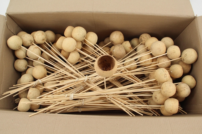 <h4>Stick Bell Cup Natural</h4>