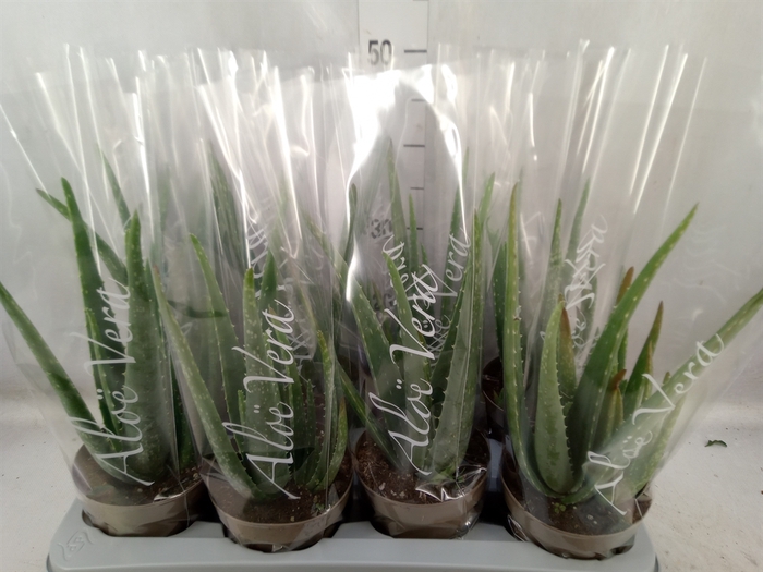 <h4>Aloe vera</h4>