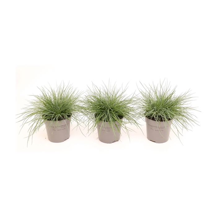 <h4>Festuca glauca 'Eisvogel'</h4>