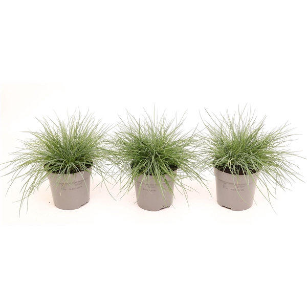 Festuca glauca 'Eisvogel'