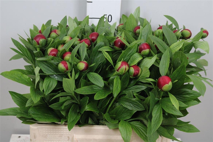 <h4>Paeo Red Charm</h4>