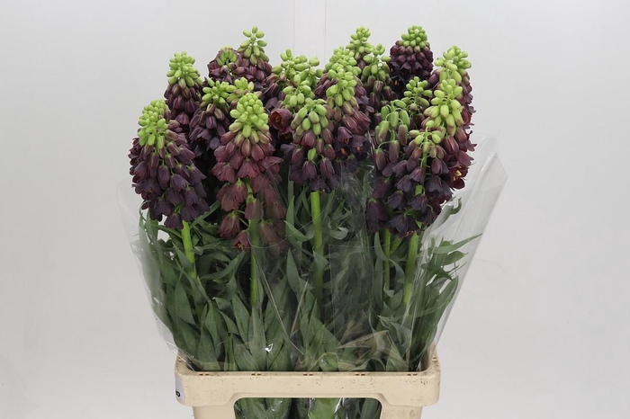 <h4>Fritillaria Persica</h4>