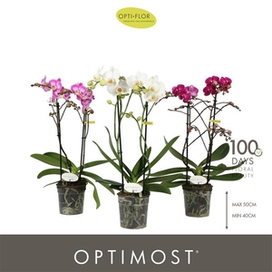 Phalaenopsis Multifloratypes gemengd 3 kleuren