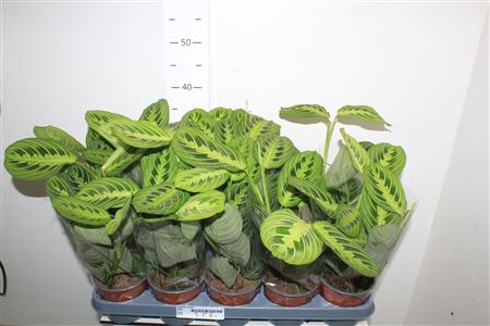 <h4>Maranta Lemon</h4>