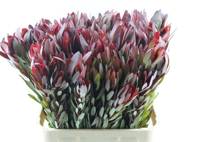 <h4>Leucad Saf Sunset</h4>