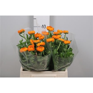 Calend Green Spot Or