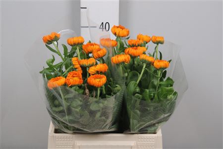 <h4>Calend Green Spot Or</h4>