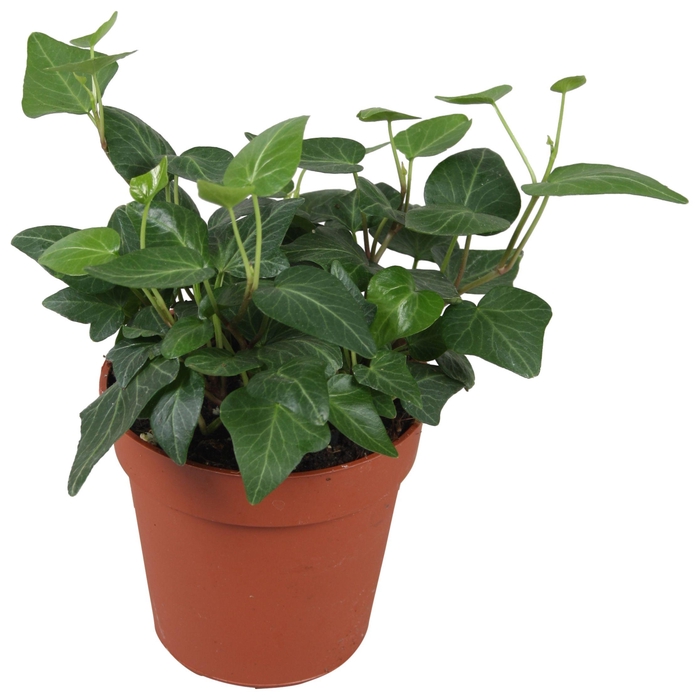 <h4>Hedera helix Lady Kay - zonder rankje</h4>