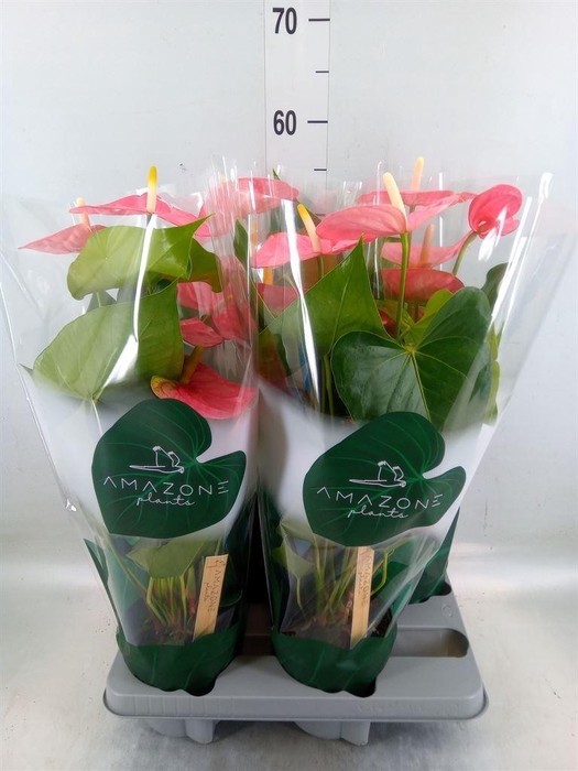 <h4>Anthurium andr. 'Colorado'</h4>