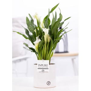 Zantedeschia white in P&PURE Essential ceramics white