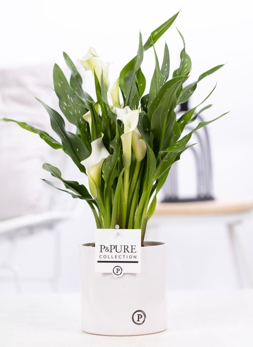 <h4>Zantedeschia white in P&PURE Essential ceramics white</h4>