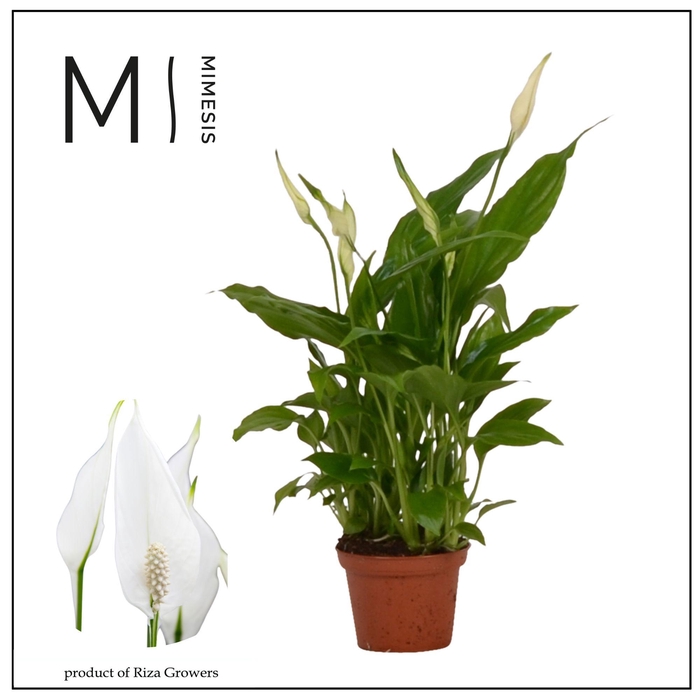 <h4>Mimesis Spathiphyllum Chopin - 6.5cm</h4>