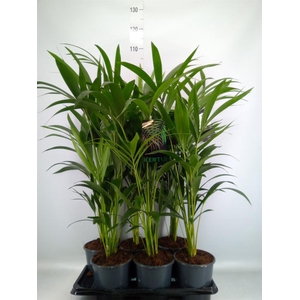 Howea forsteriana