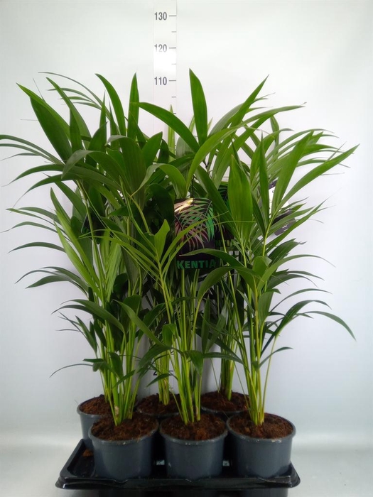 <h4>Howea forsteriana</h4>