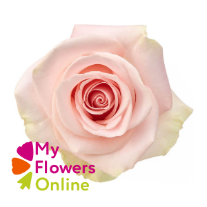 R Gr Blessing Light Pink 50cm CO