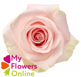 <h4>R Gr Blessing Light Pink 50cm CO</h4>