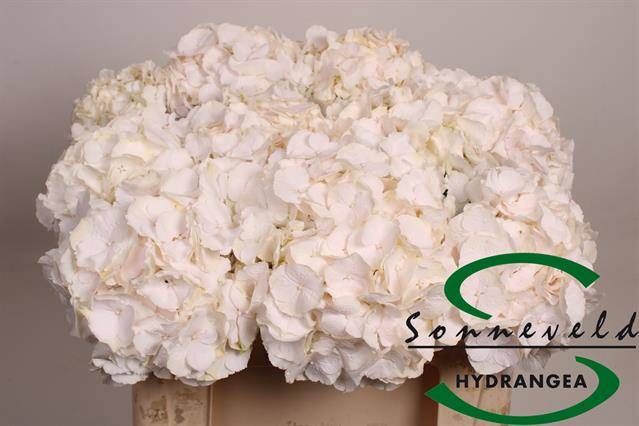 <h4>HYDR M CH SW VERENA</h4>